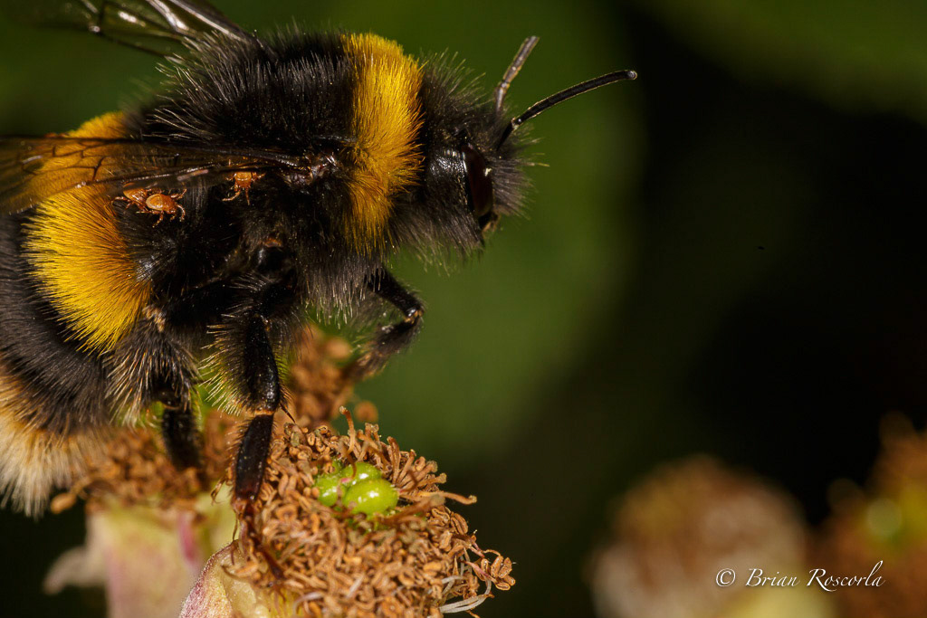 The Bombus terrestris, or the Buff tailed bumblebee. This bee has a few ticks on him.