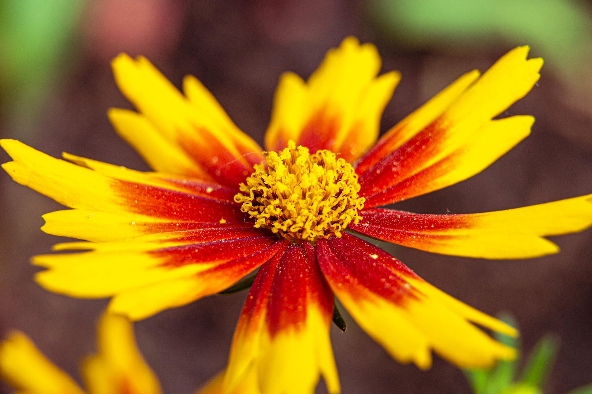 Gaillarde