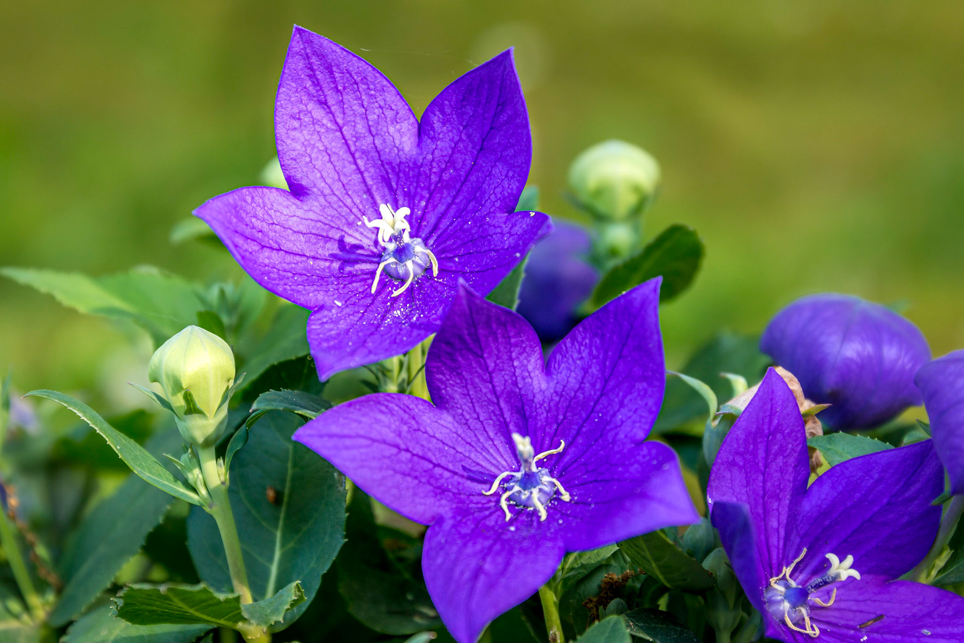 Le platycodon, appelé aussi campanule à grandes fleurs