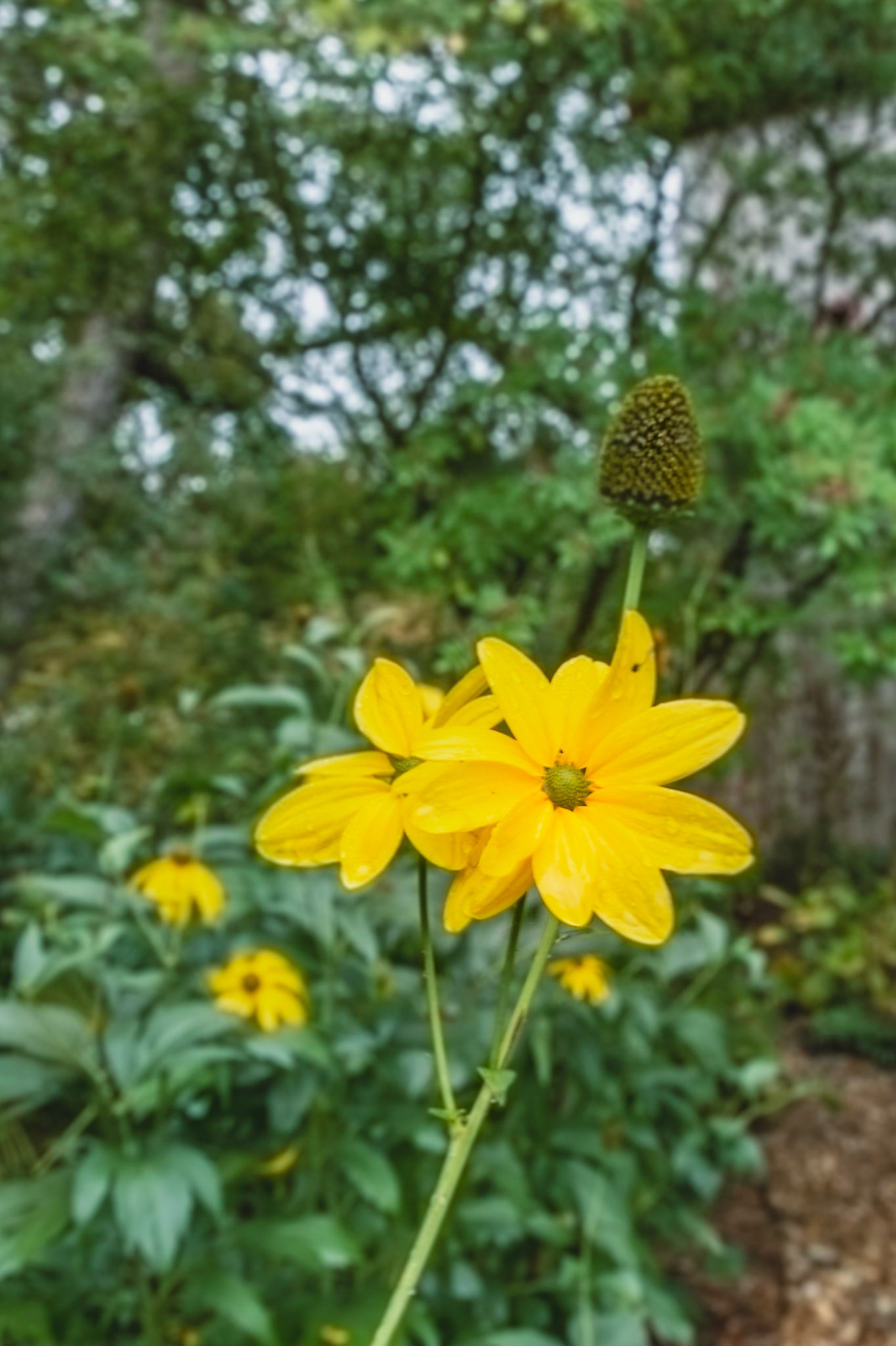 Château du Rivau, Lémeré, Cosmos
