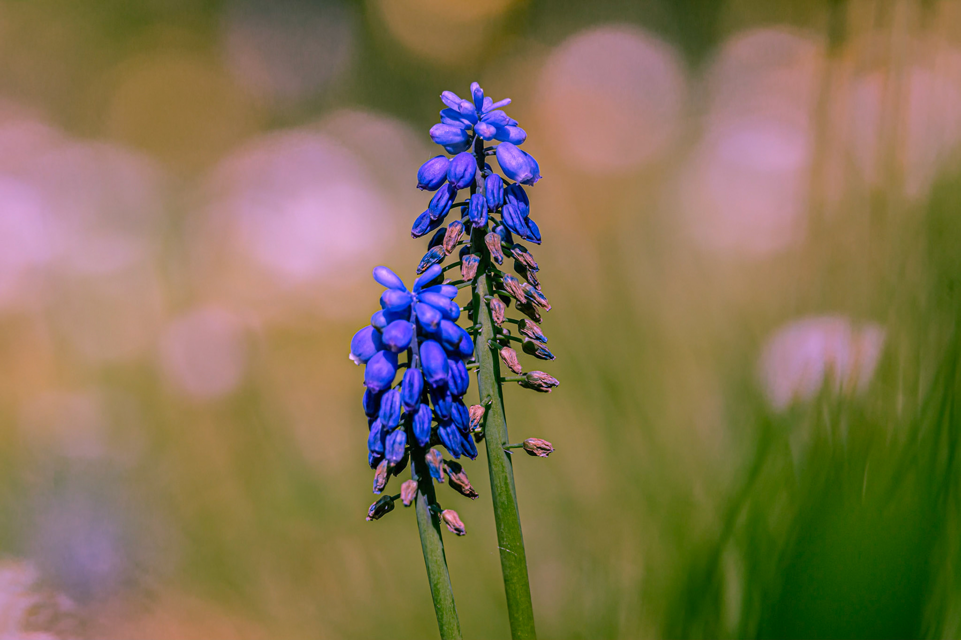 Muscari