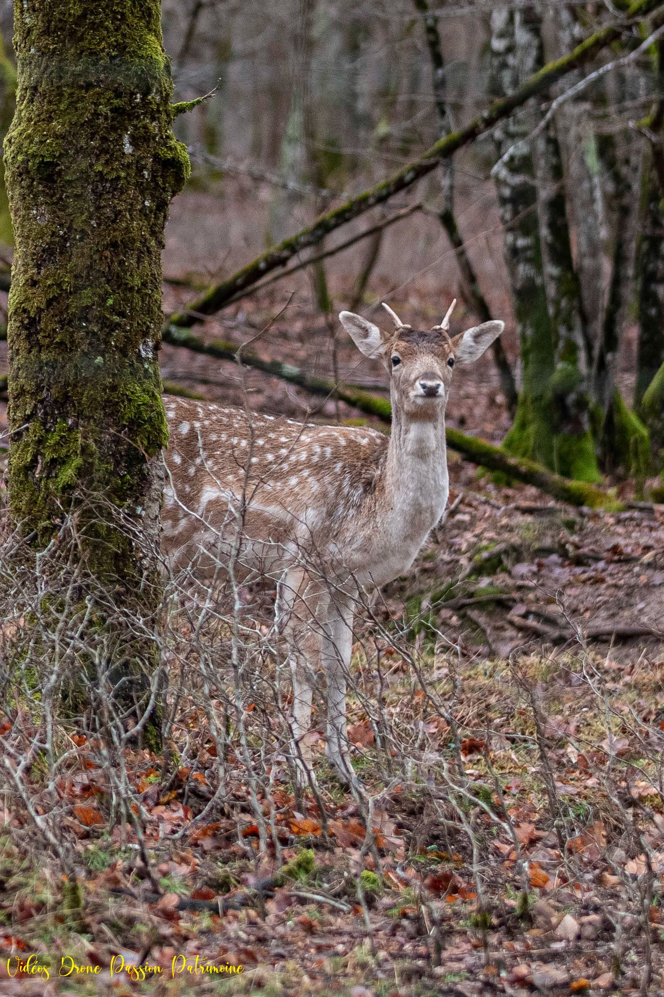 Daim, Forêt de Langesse