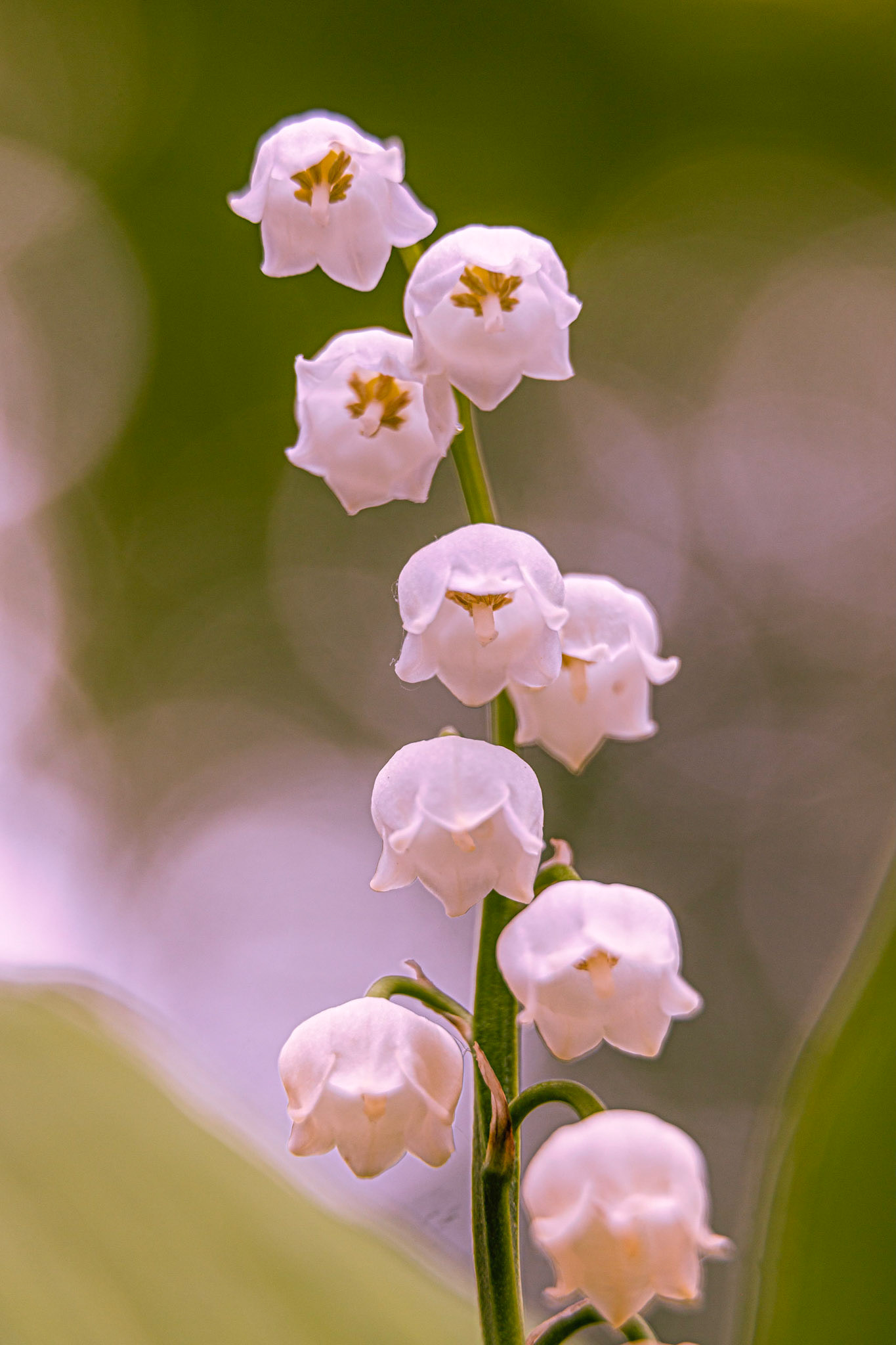 Muguet