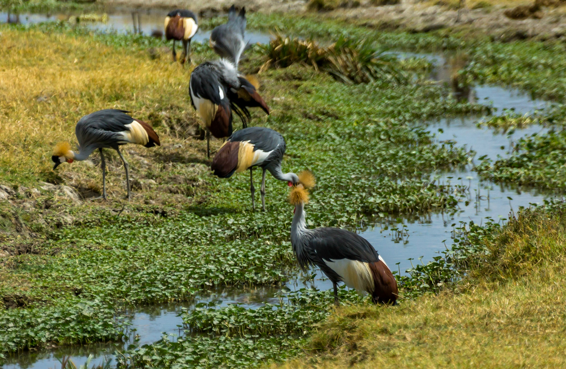 Grey-crowned Cranes, Ngorogoro Crater, Tanzania