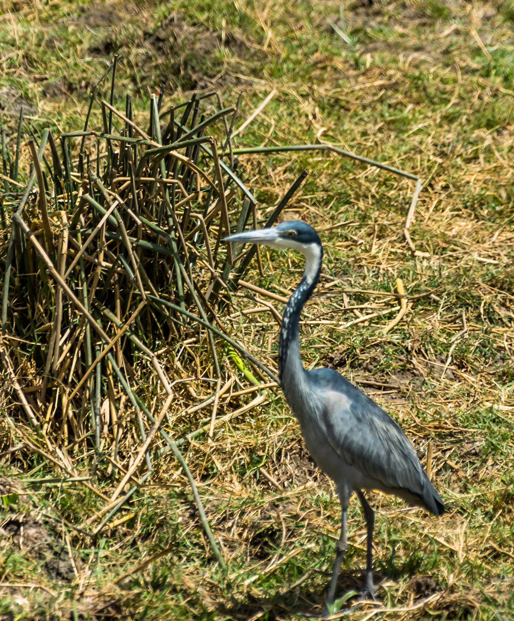 Black-headed Heron, Ngorogoro Crater, Tanzania