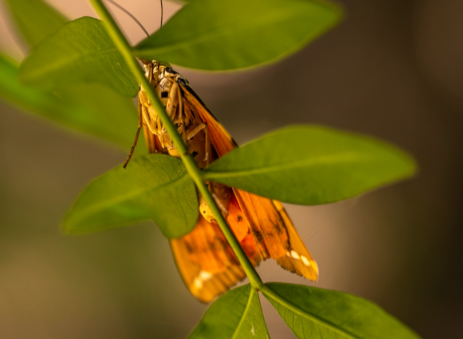 Trying out the new Macro Lens at Butterfly Valley