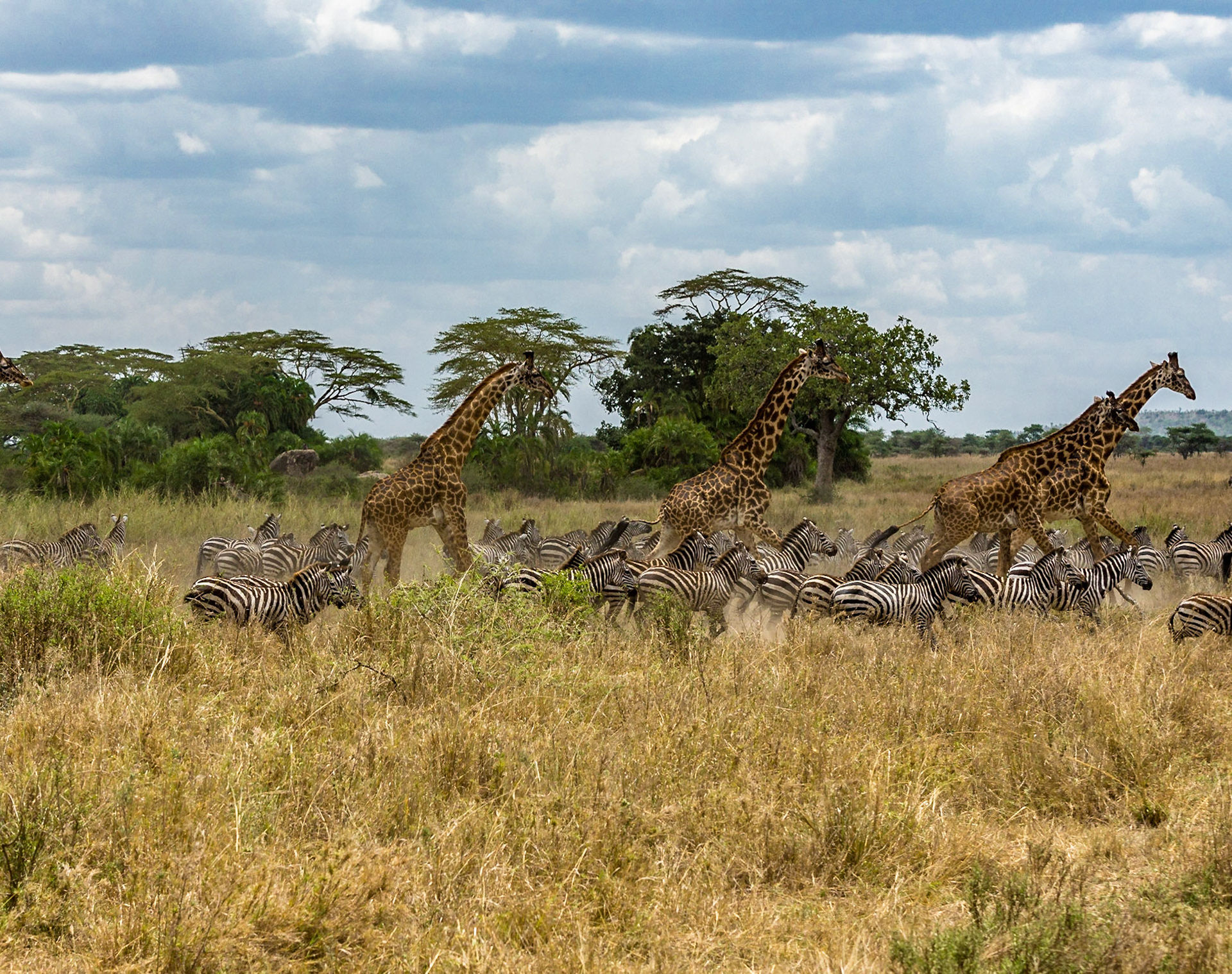 Spooked Giraffes