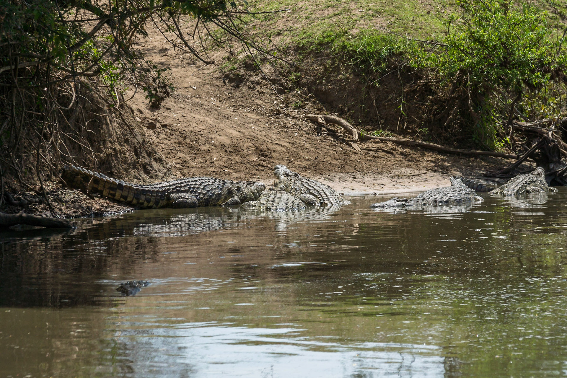 Crocodles on the banks & edge of the river, Serengeti