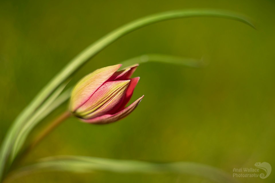 Gold in In camera artistry
