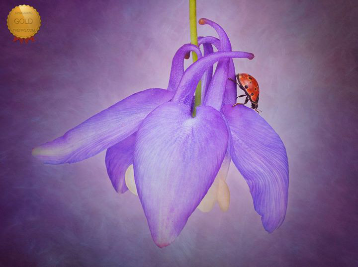 Ladybird on Aquilegia