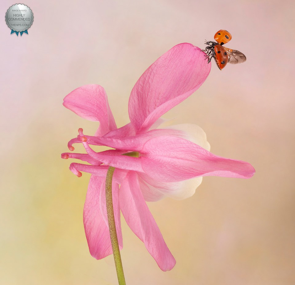 Ladybird on Aquilegia