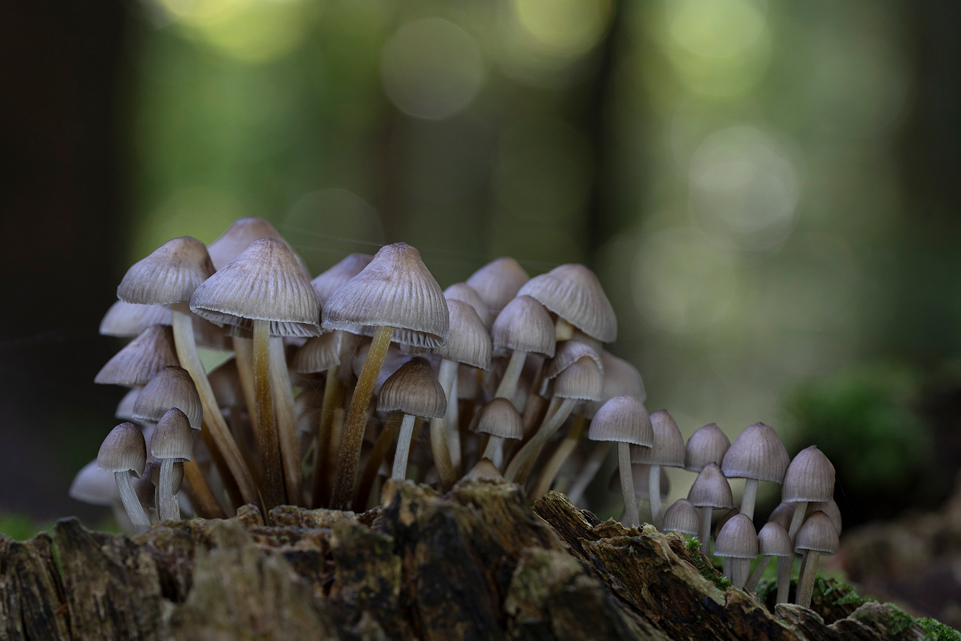 Fairy ink caps