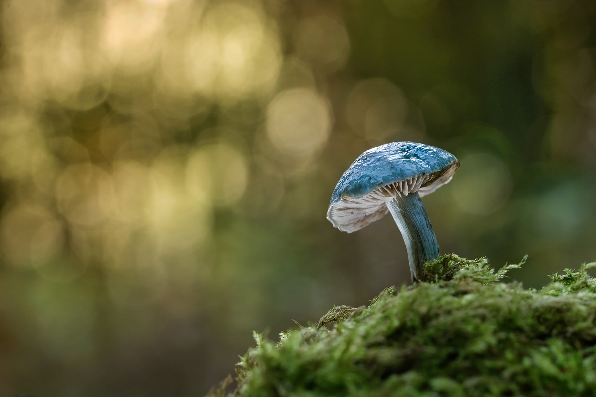 Winning image of the year in Plants & Fungi