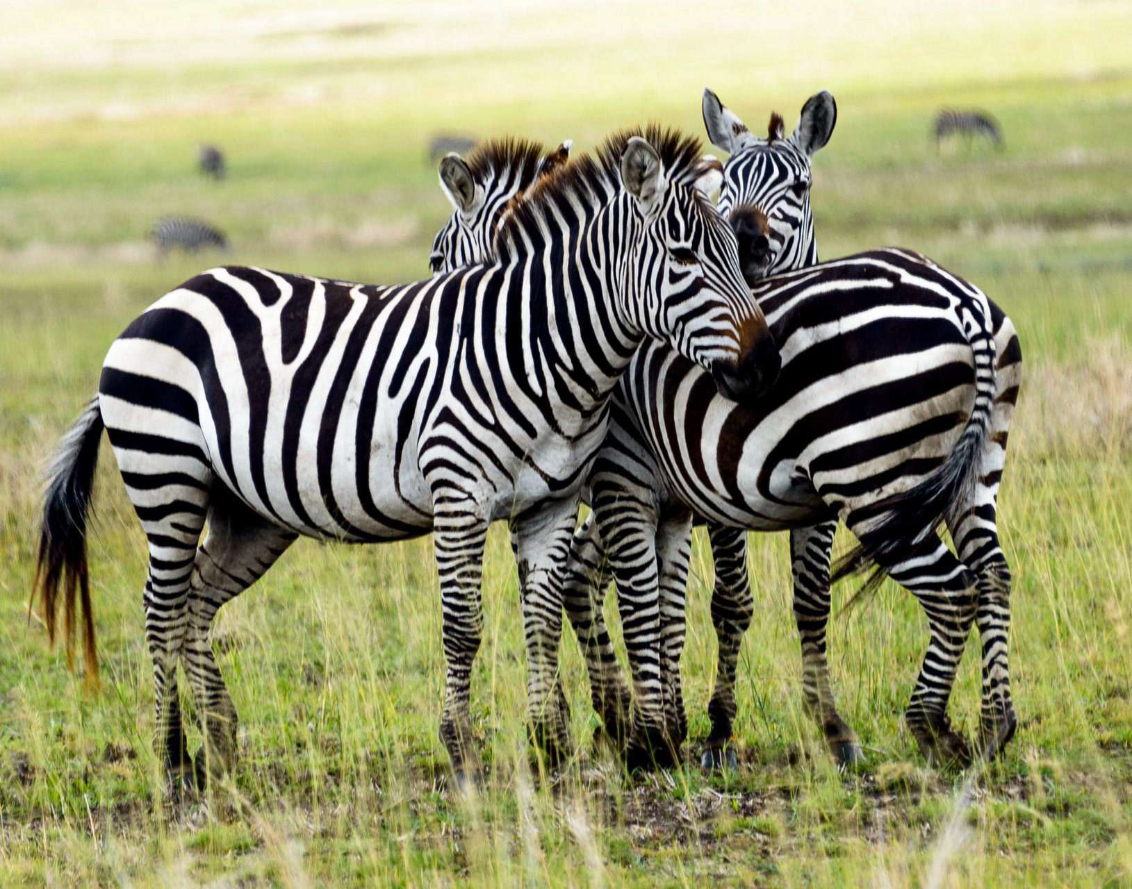 hal myers - Tanzanian Animals