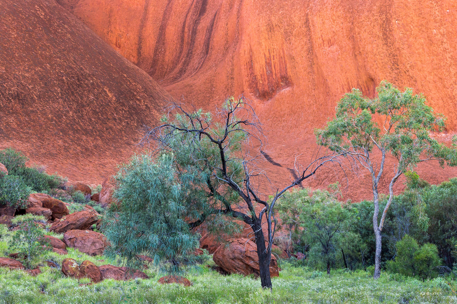 Landscape image: Growing in the Giant's Shadow - Uluru (Ayers Rock), Northern Territory, Australia by AJ Baxter
