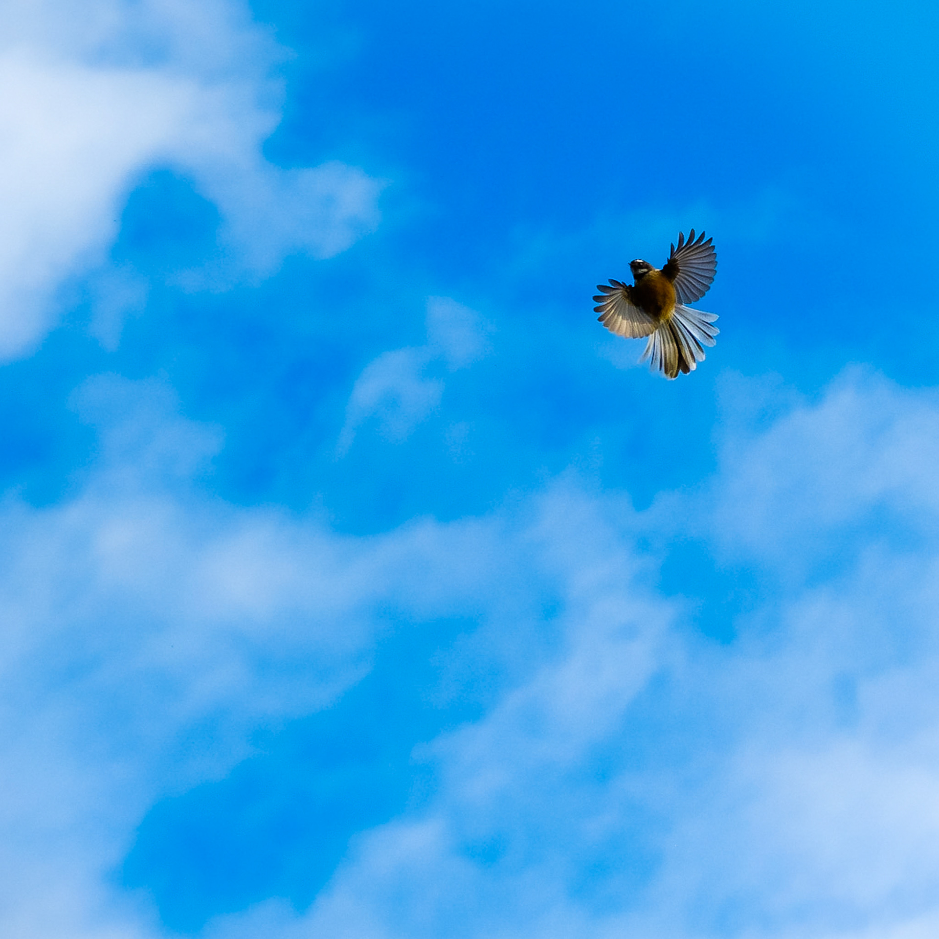 New Zealand fantail not long after sunrise. These guys fly around faster than bees, checking an entire tree in seconds for tasty insects. #nzfantail #fantail #newzealandfantail #birdsofinstagram #birdsofig #birdphotography #xt2 #fujixt2 #fujix #fujifilm #fuji_xseries #fujifilm_xt2 #fuji1855mm