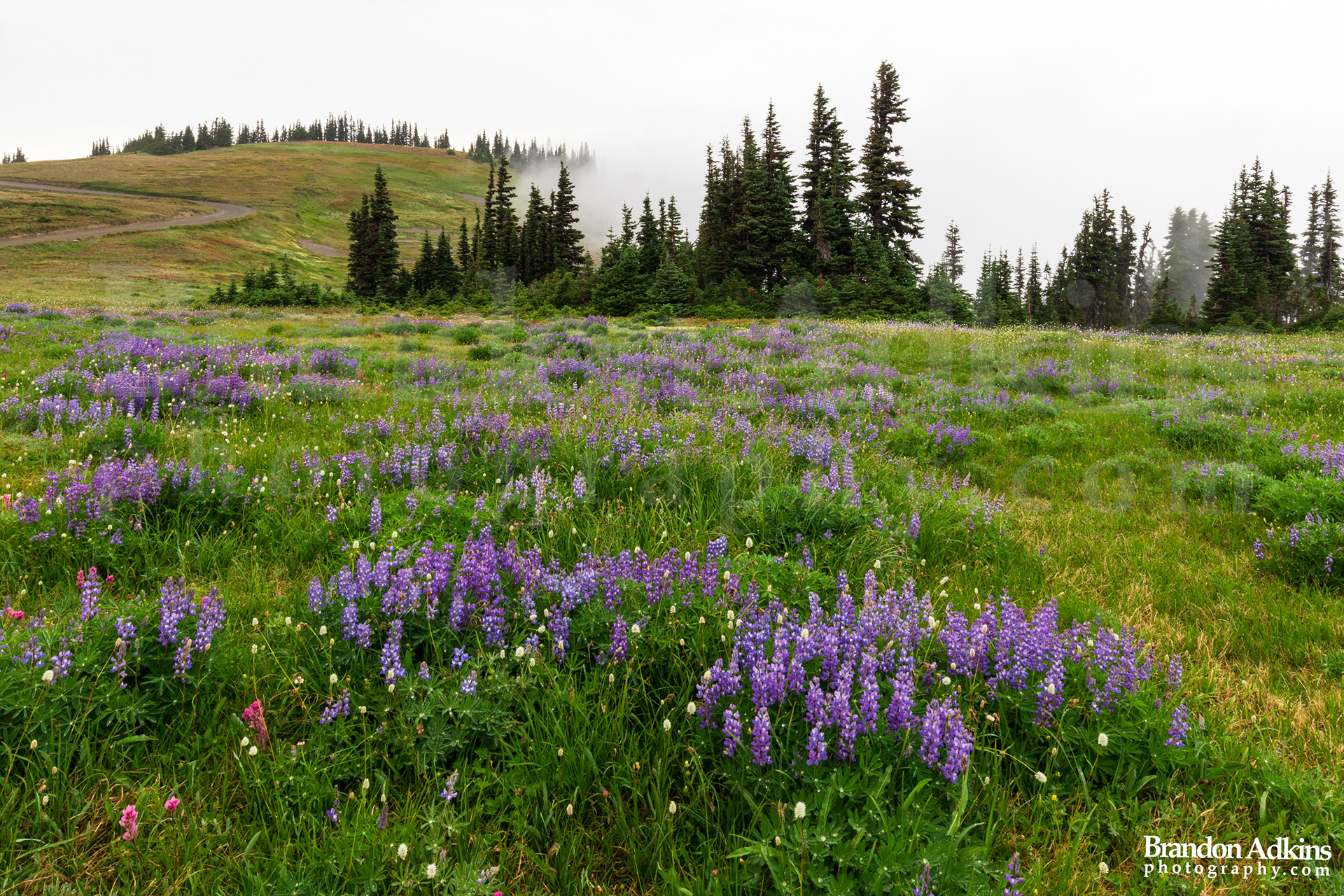 Fine art photograph of purple wildflowers in alpine meadow of Olympic National Park