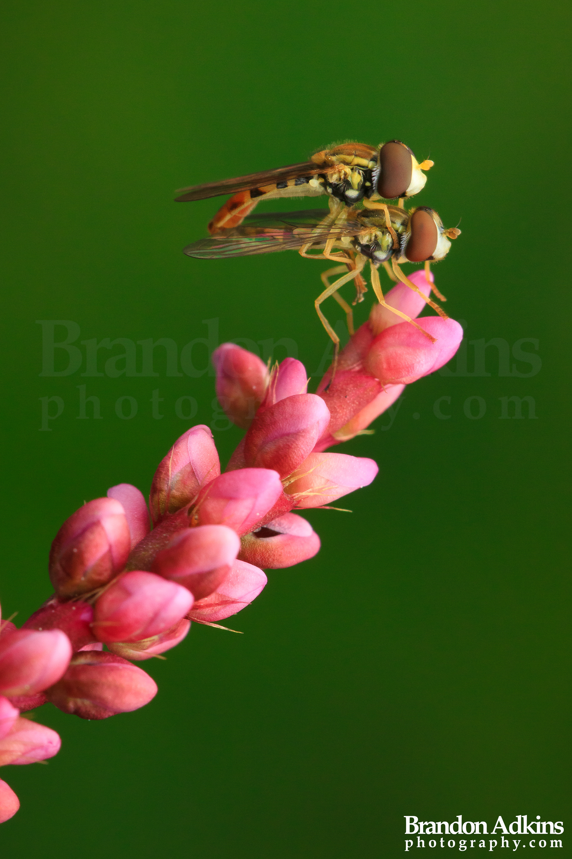 Fine art macro photograph of two mating flies on pink plant with dark green background
