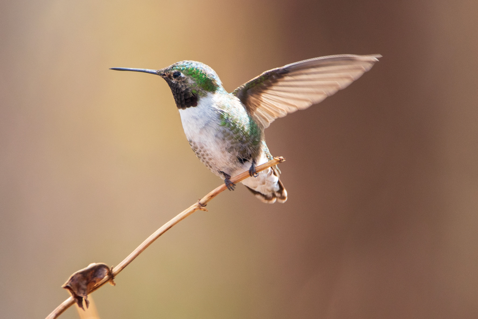 Broad-tailed hummingbird