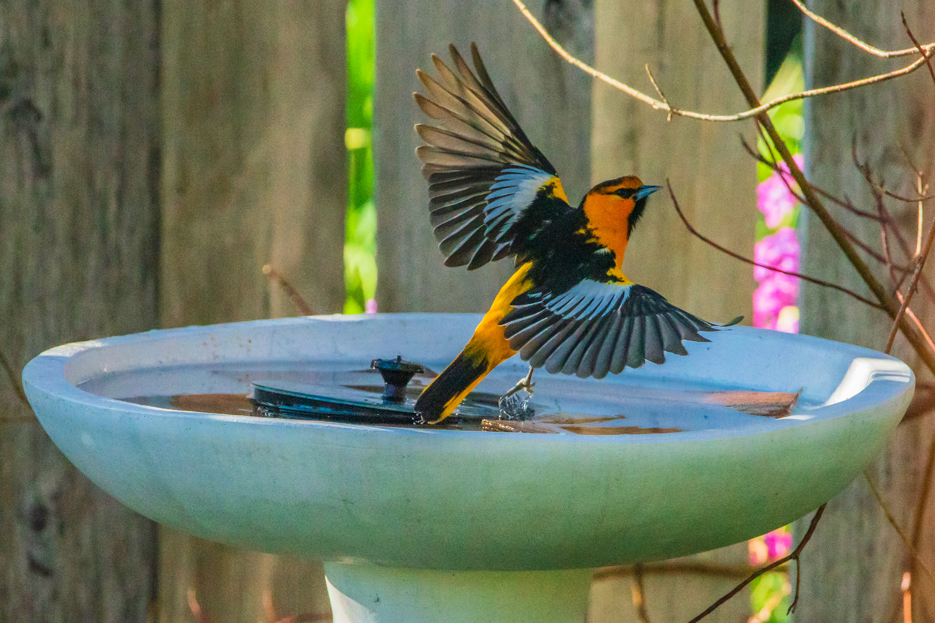 Bullock’s oriole