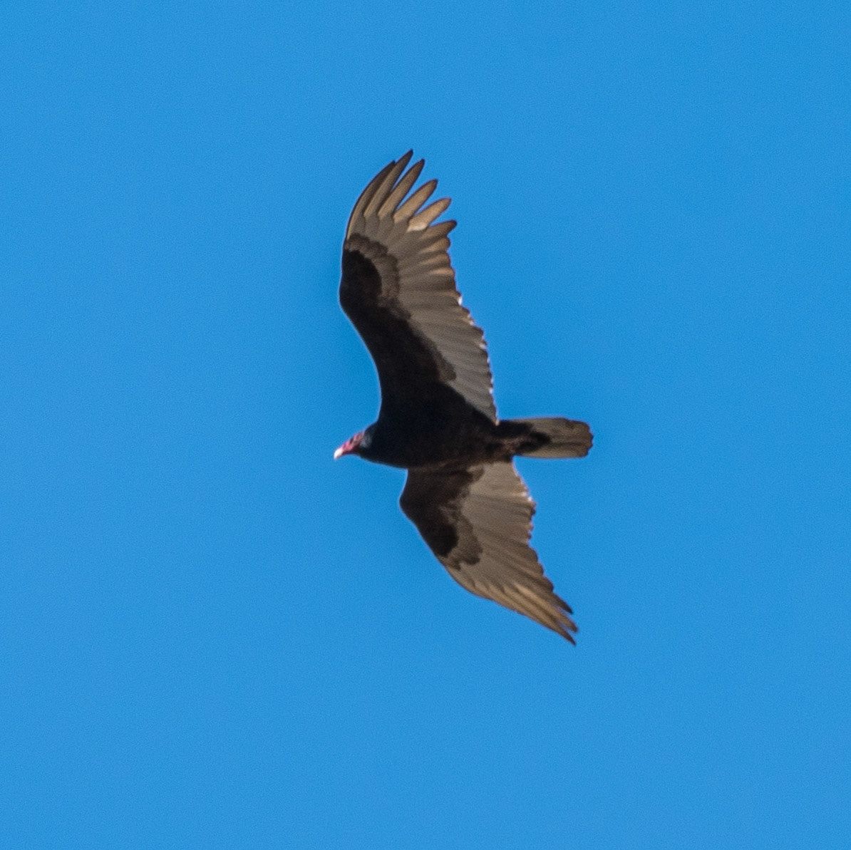 Turkey Vulture