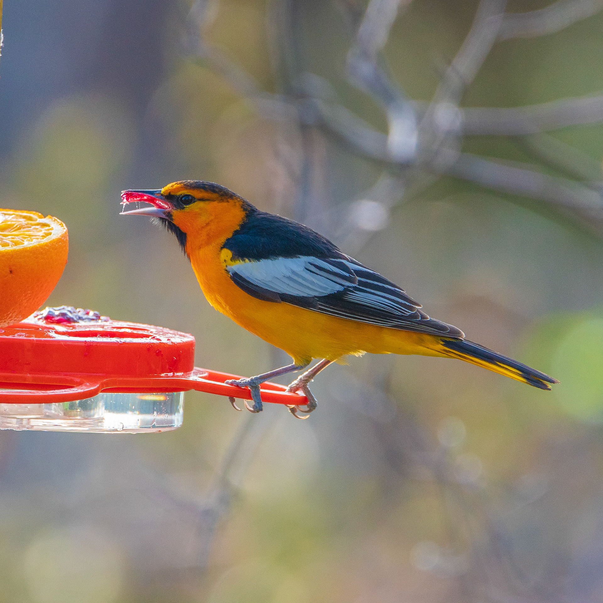 Bullock’s oriole