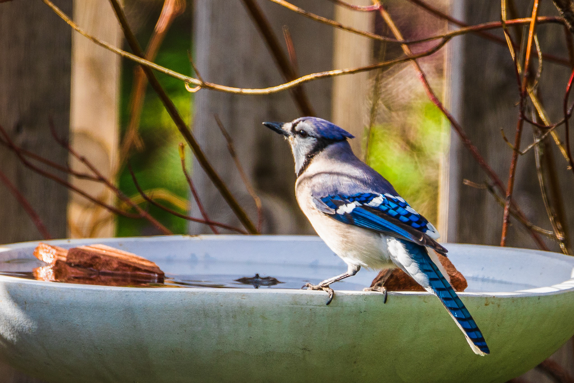 Bluejay