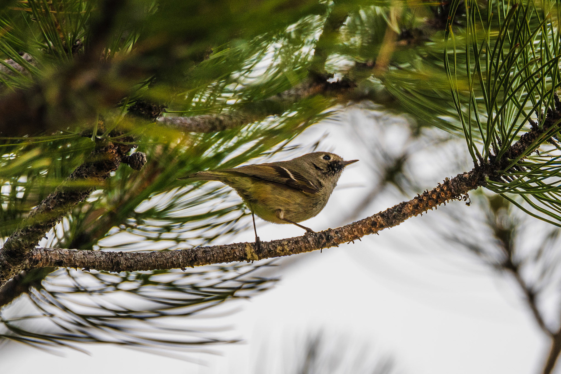 Ruby-crowned kinglet