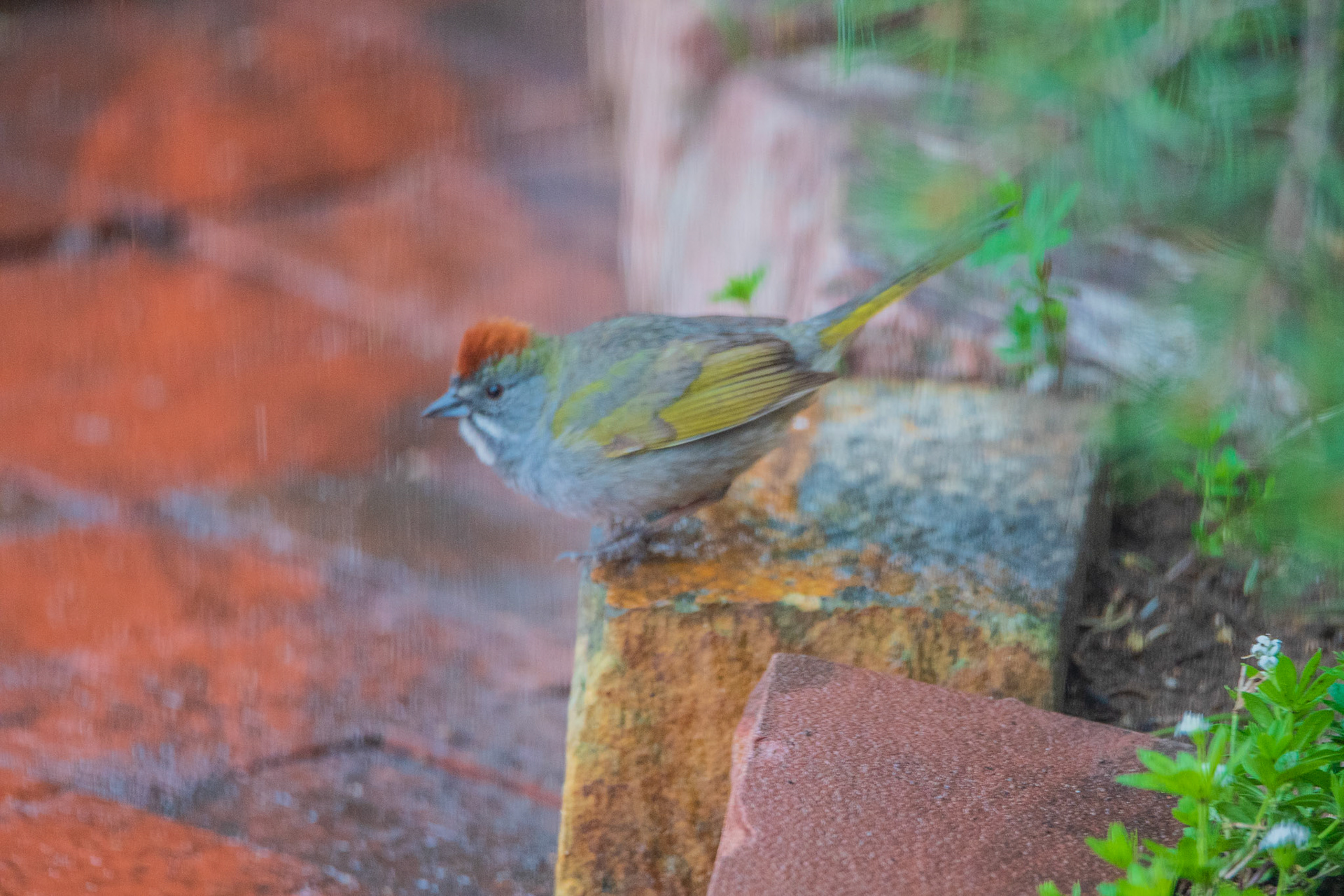 Green-tailed towhee