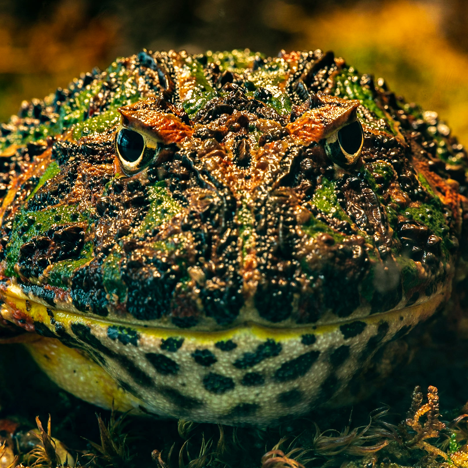 The Argentine horned frog, also known as the Argentine wide-mouthed frog or ornate pacman frog, is the most common species of horned frog, from the grasslands of Argentina, Uruguay and Brazil.