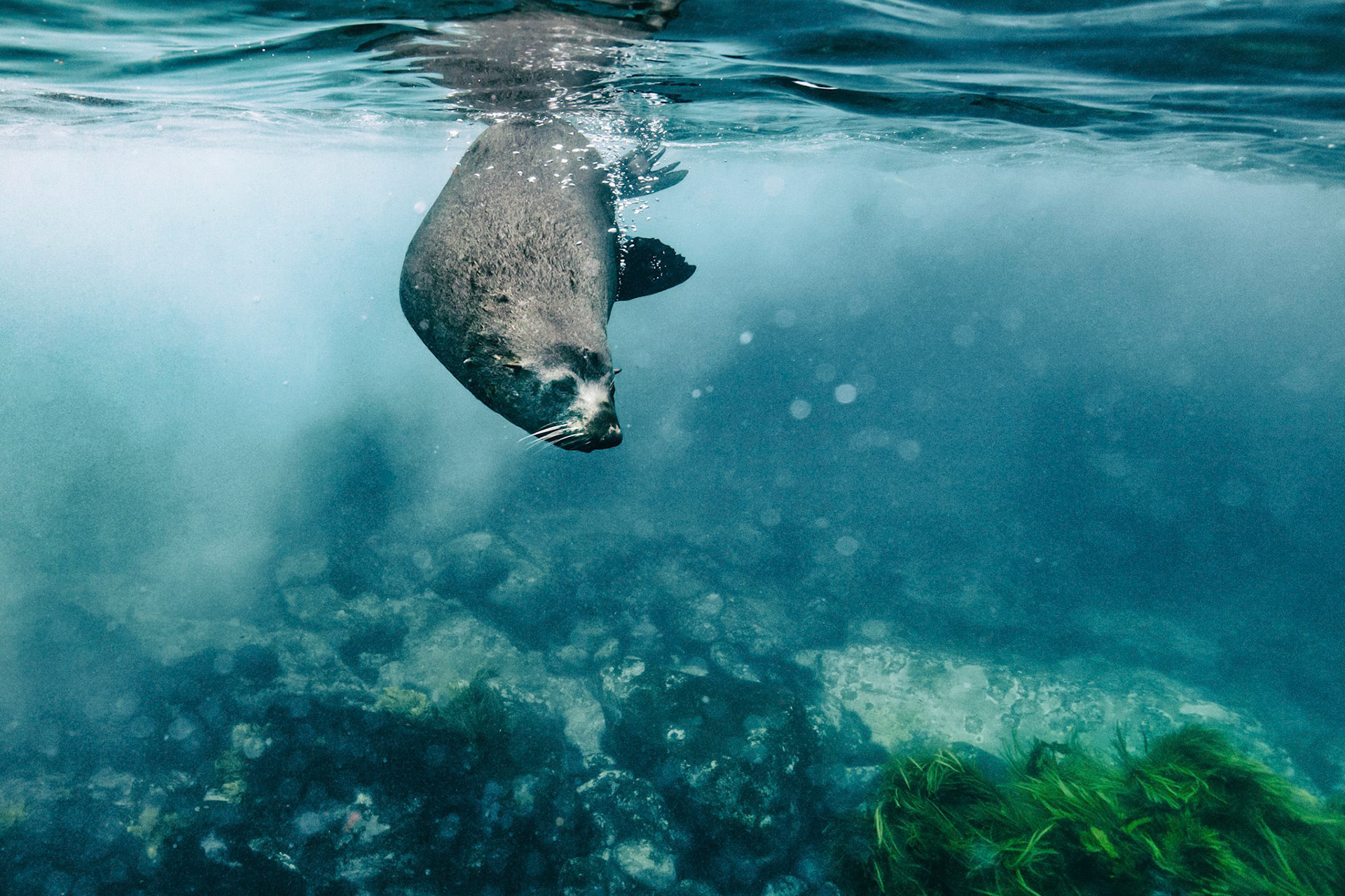 Curiosity II: A juvenile male fur seal dives in at the Barunbuga Island Nature Reserve in New South Wales, Australia.