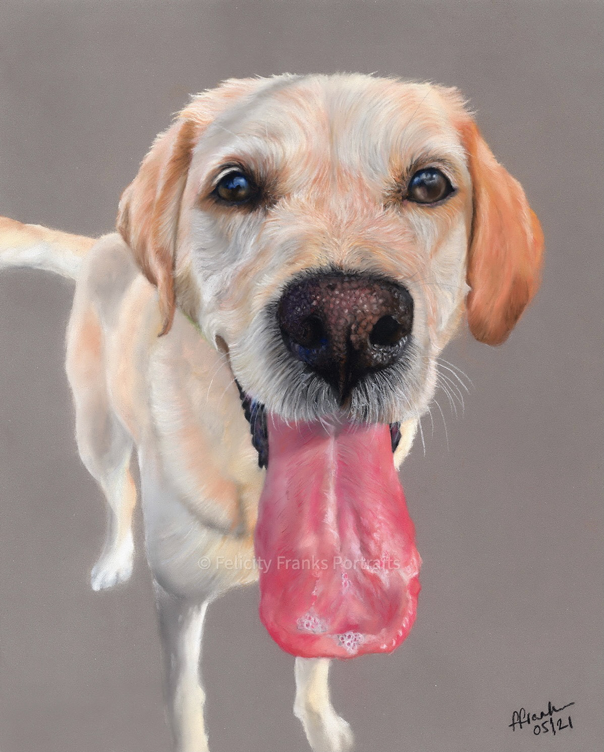 Ellie - Yellow Labrador - 24 x 30cm Portrait in Pastels
