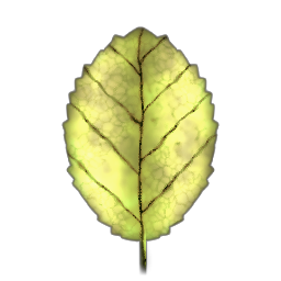 BaseColor