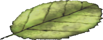 Sample Material
