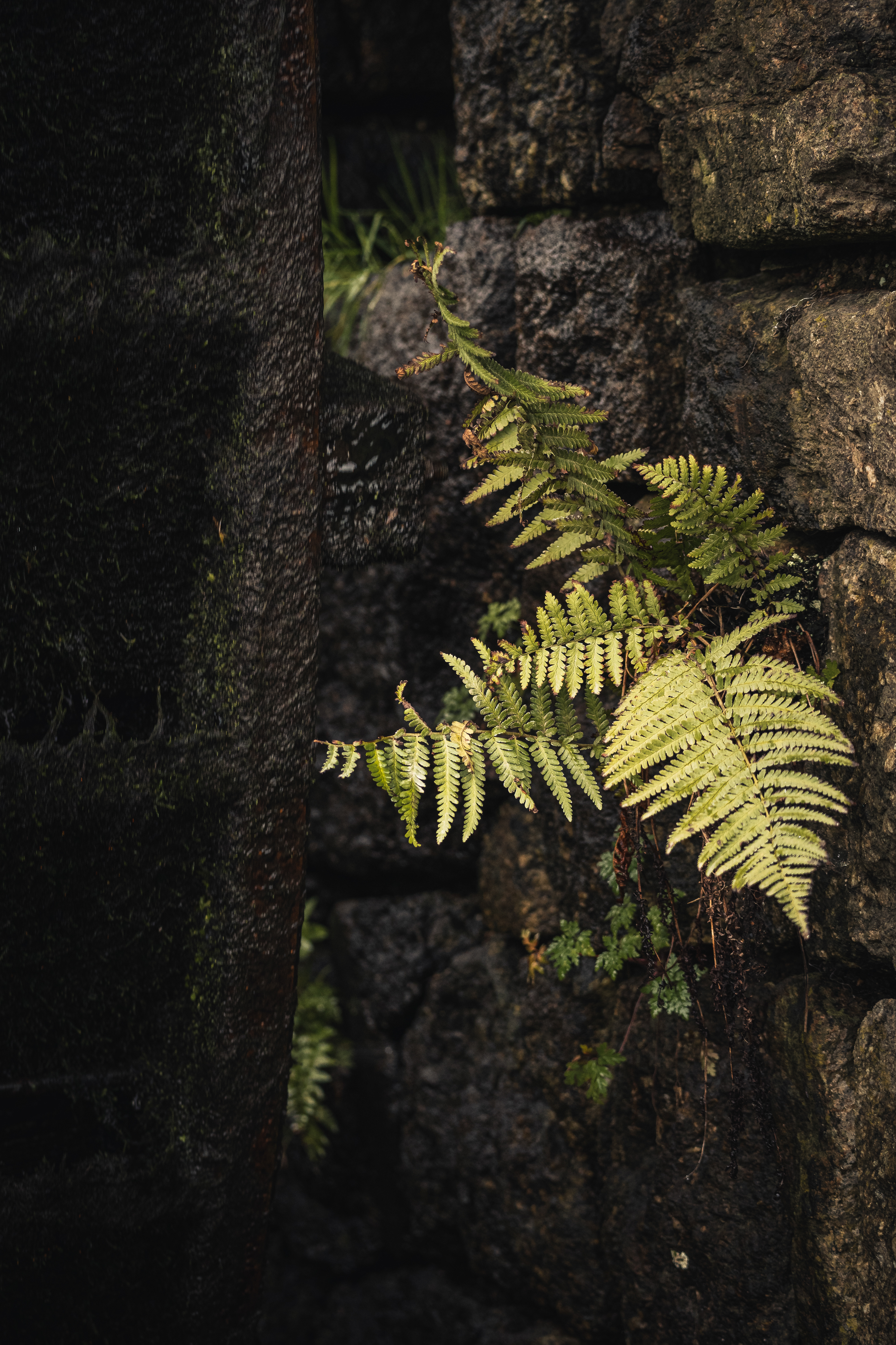 100 mm, ISO 1250, f/5.0, 1/250 Sek.