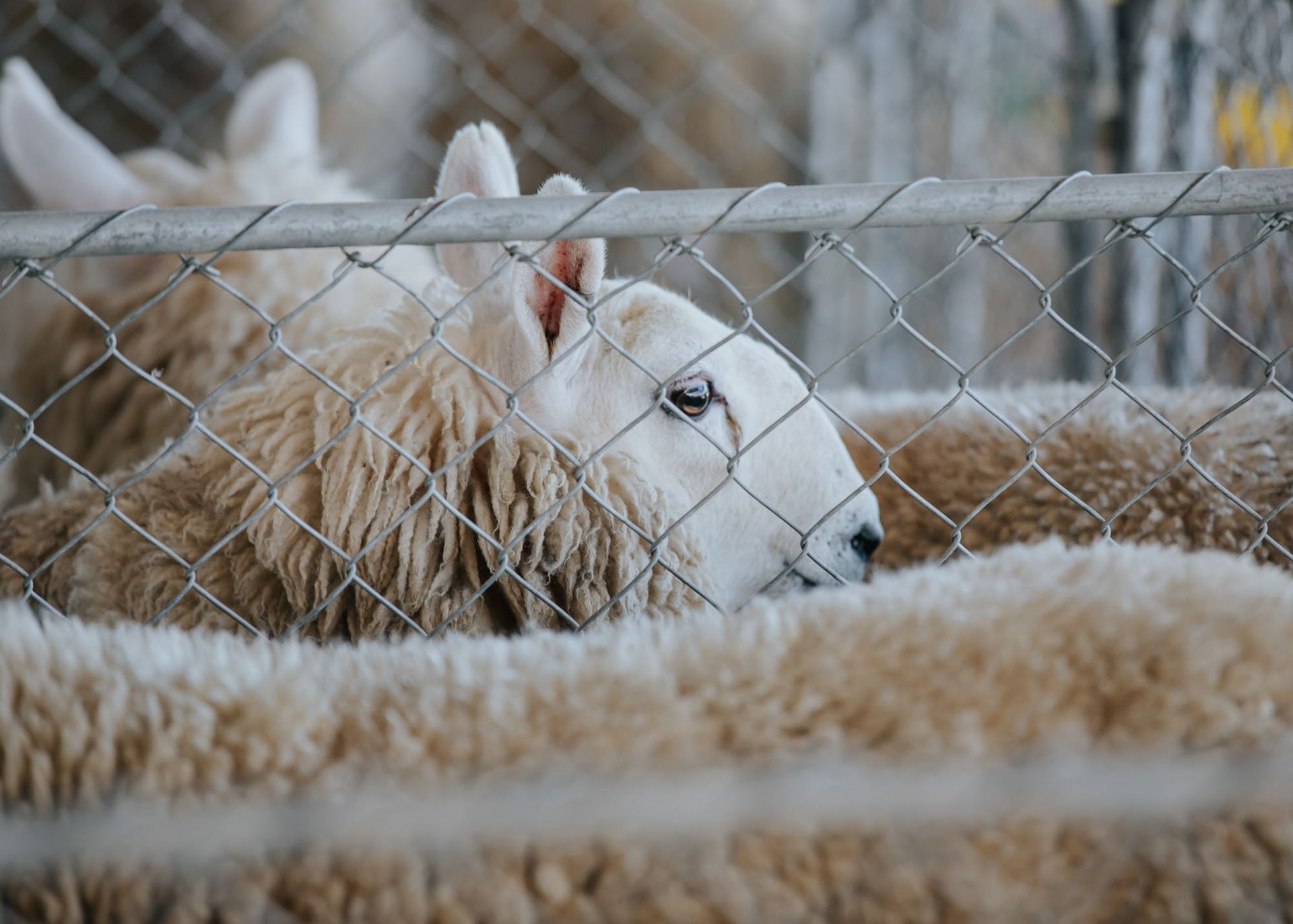 Different breeds of sheep on display