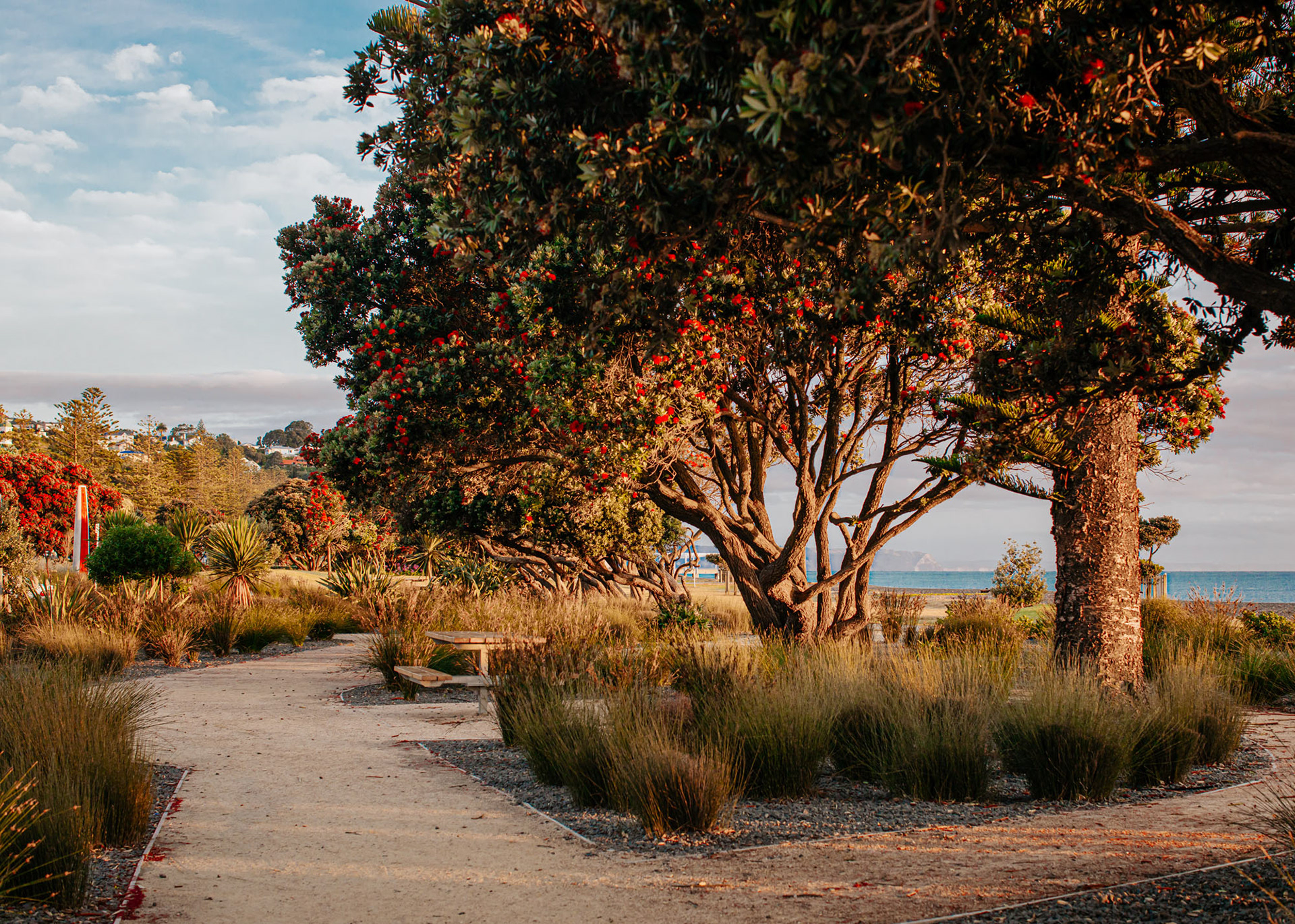 Napier's Reef Garden early morning