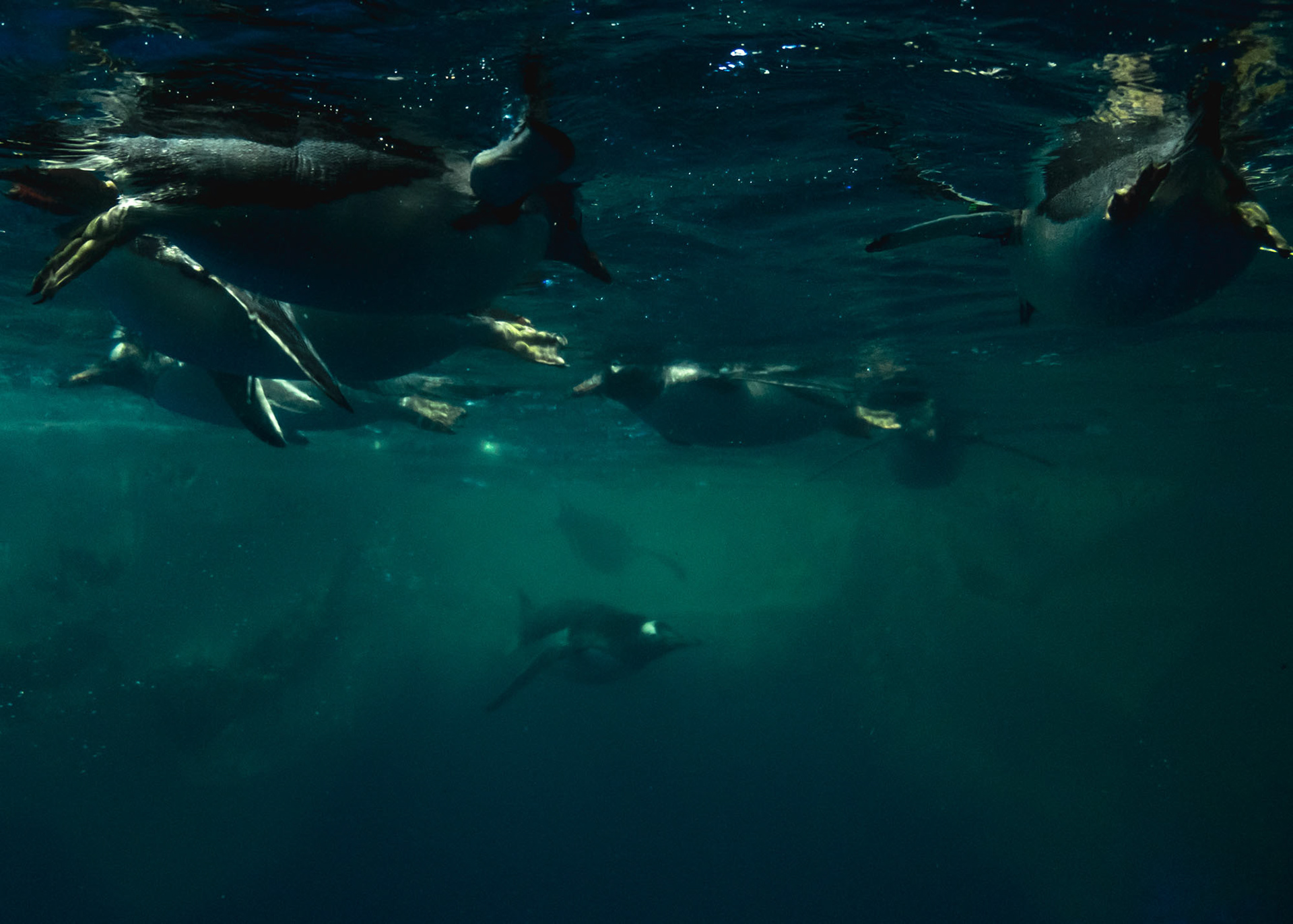 Penguins swimming around at Kelly Tarltons Aquarium, Auckland