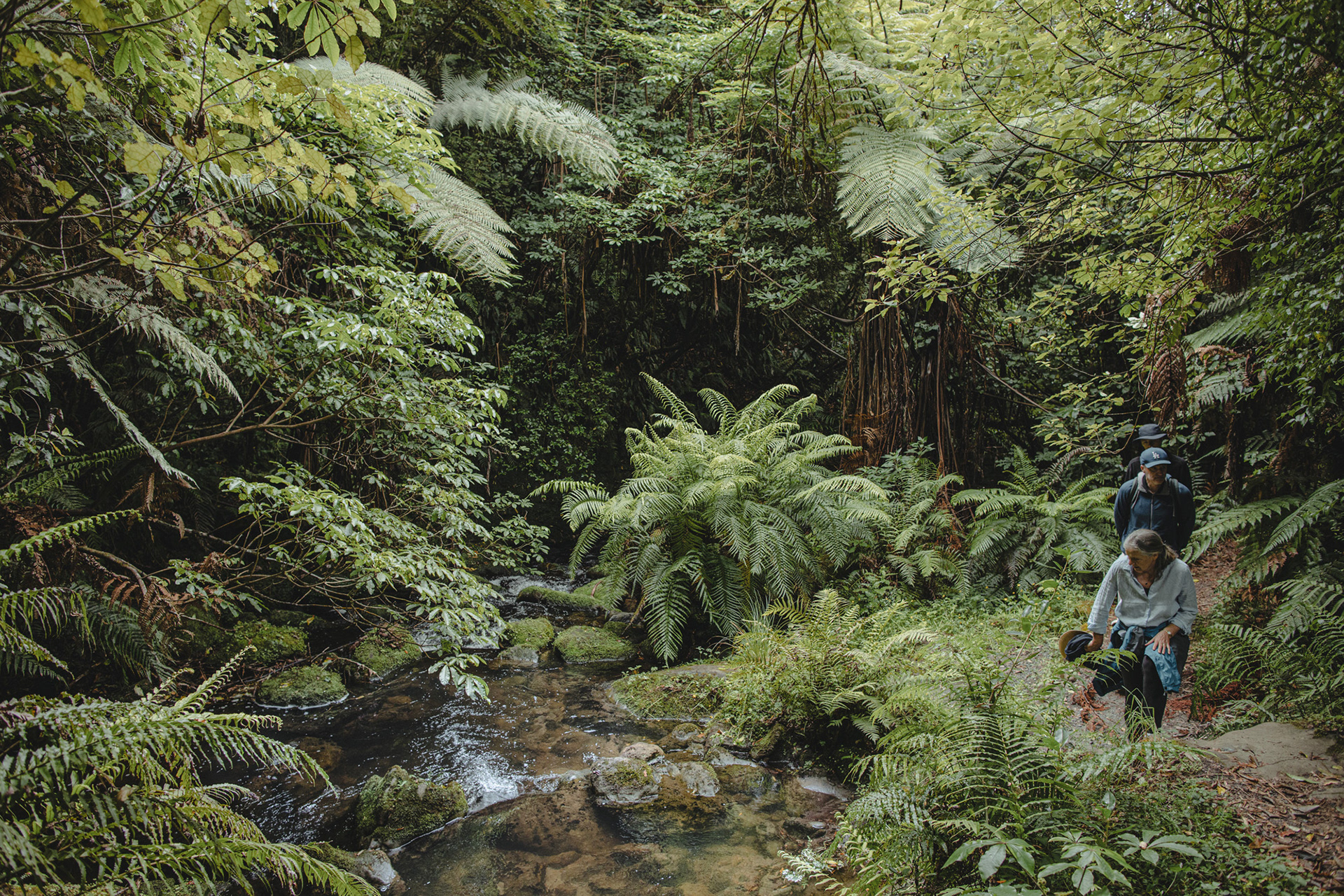 Walking the native bush track out to Shine Falls