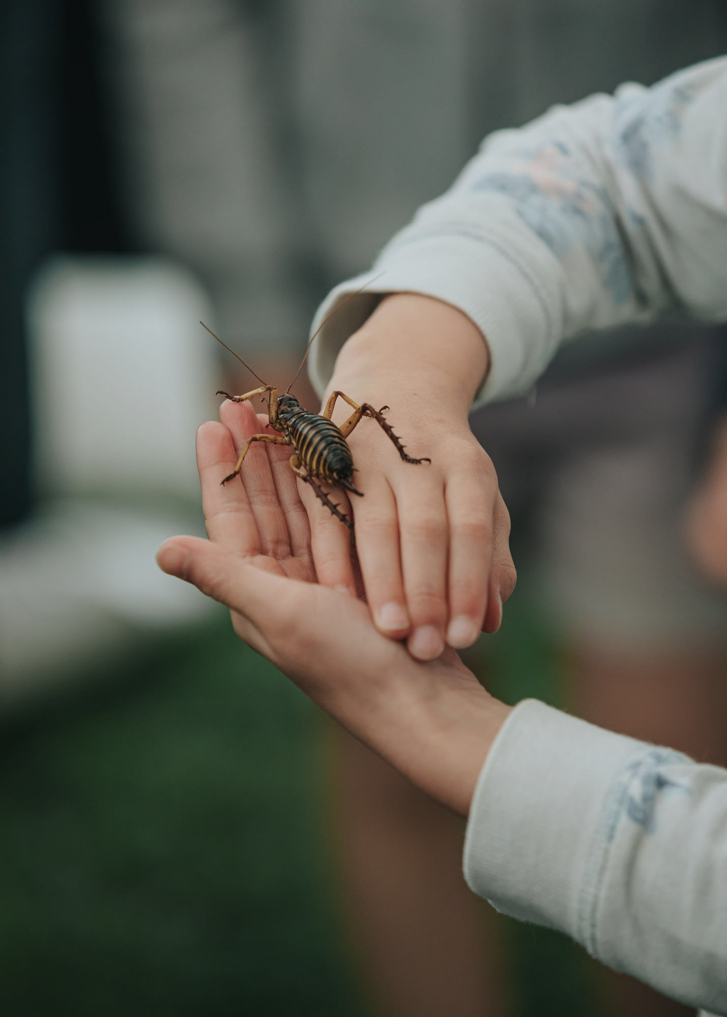A native weta