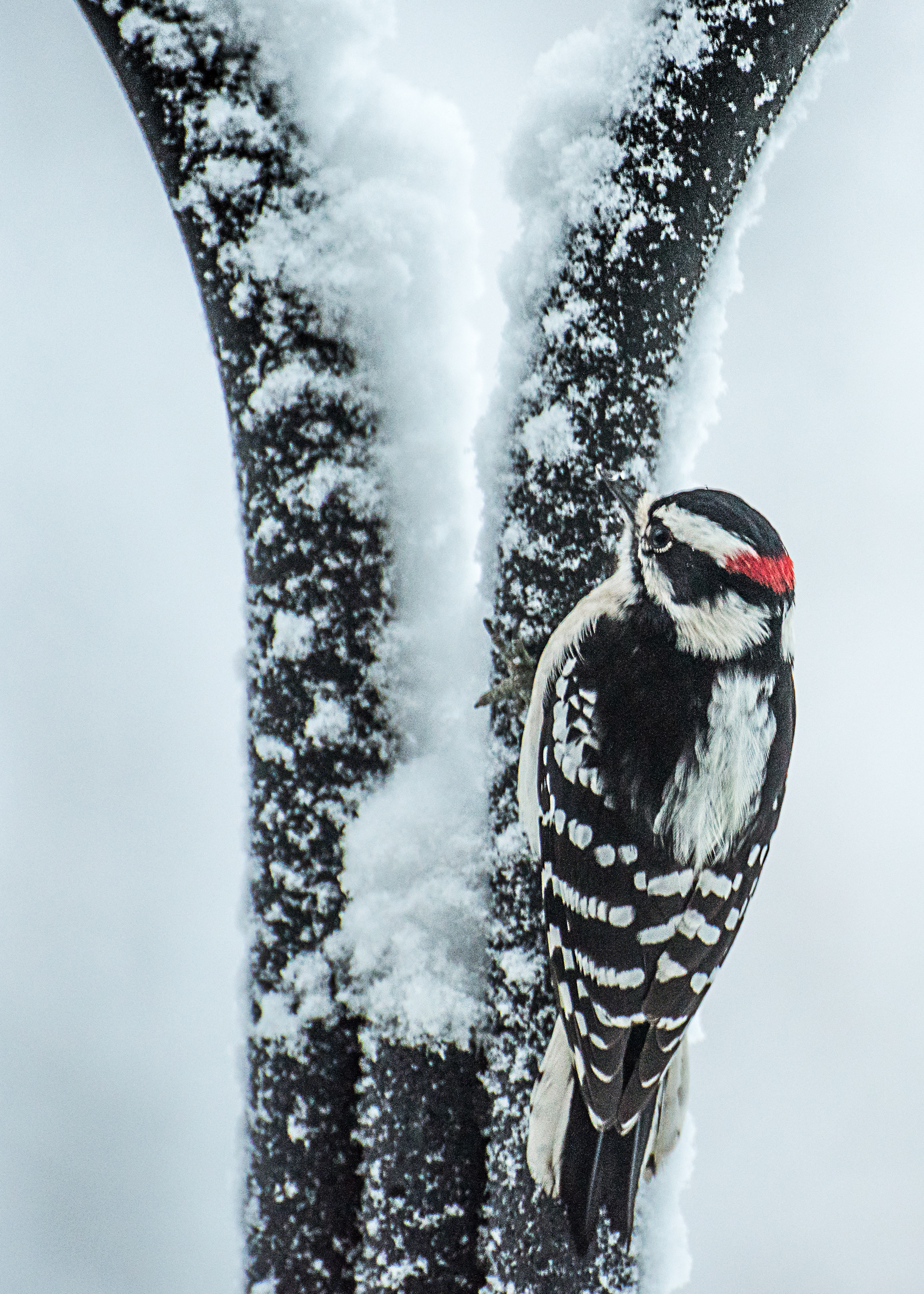 Photography by Elaine Johnston Schuch