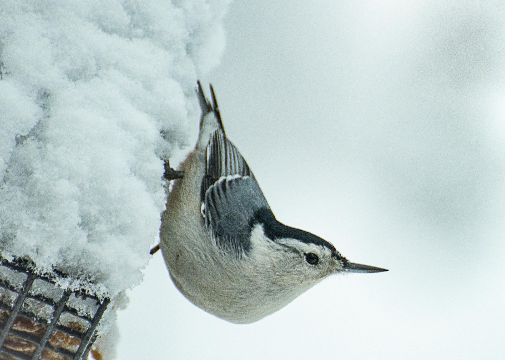 Photography by Elaine Johnston Schuch