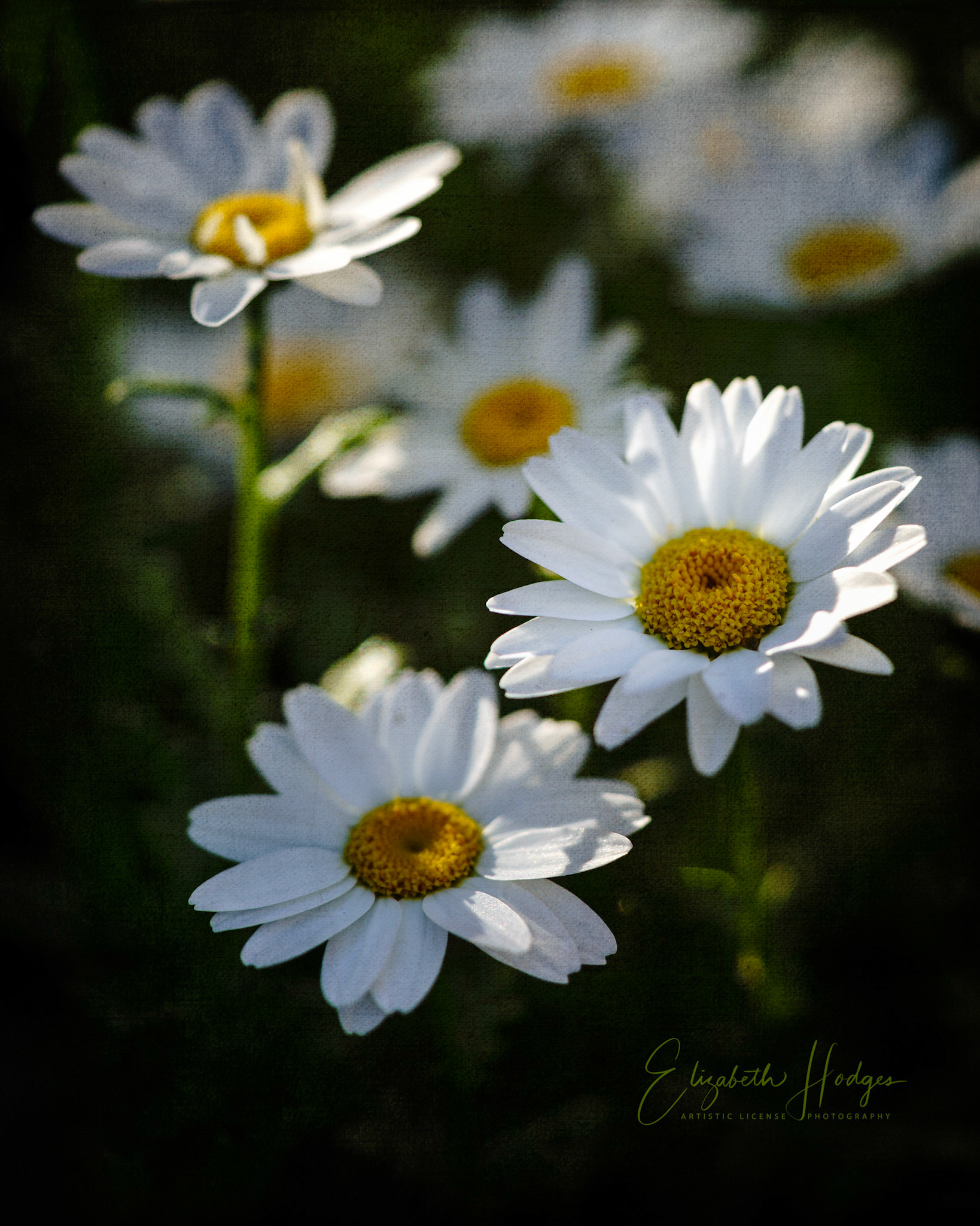 Daisies