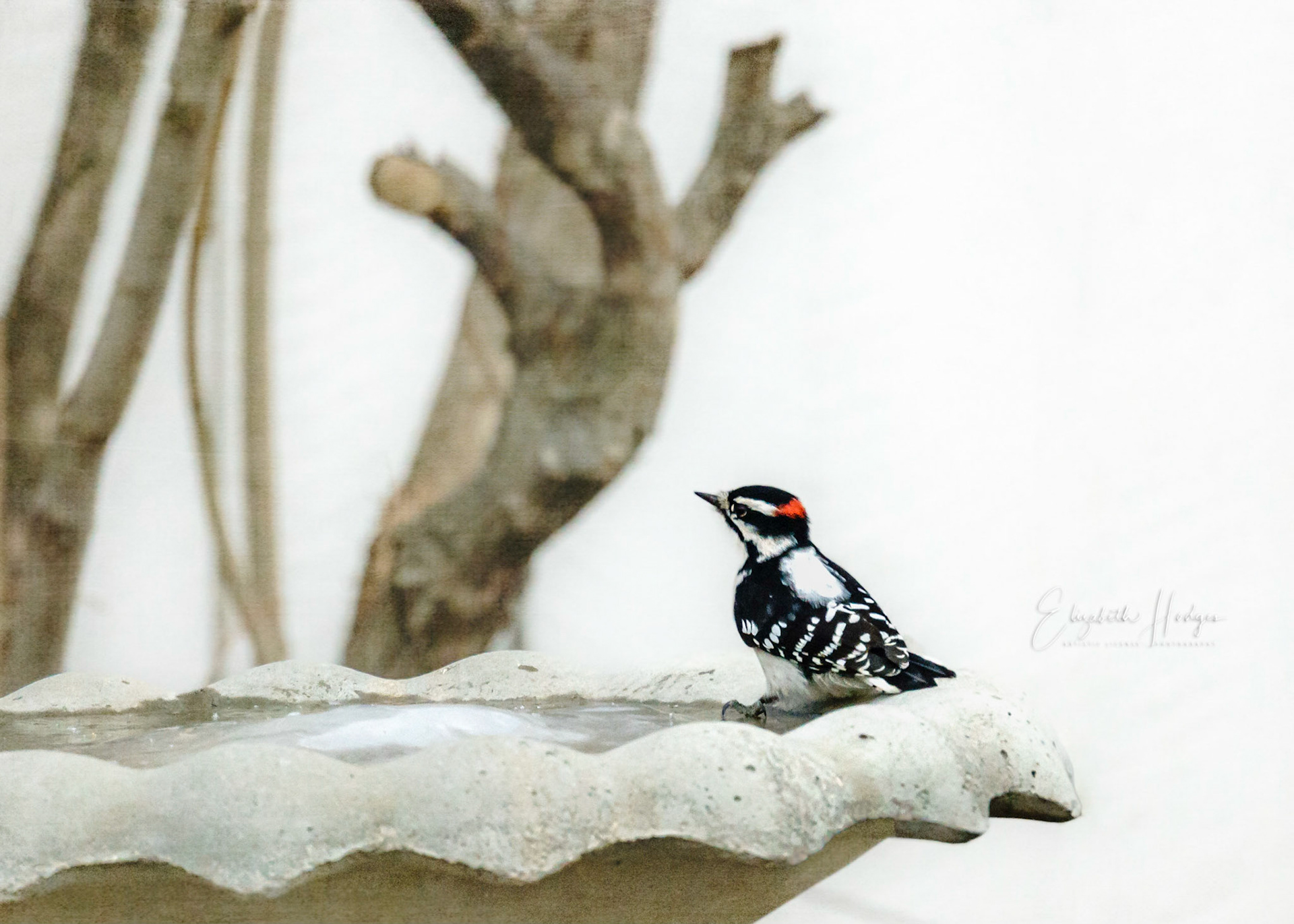 Downy Woodpecker
