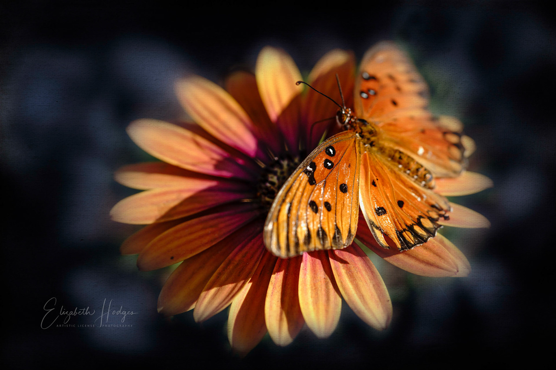 Queen butterfly enjoying a sunny day.