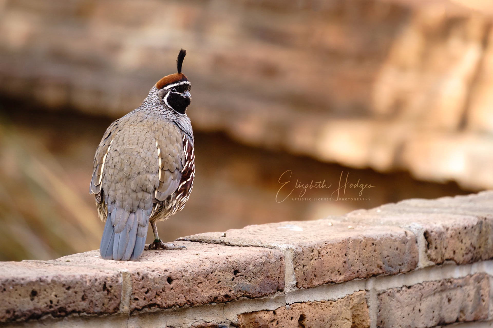 Quail