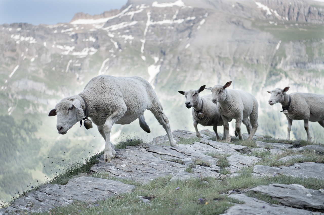 2018 - "DES MOUTONS SUR LA GEMMI"