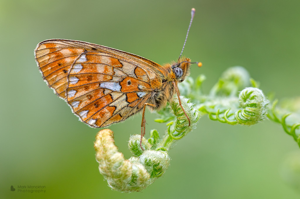 Pearl-boardered fritillary