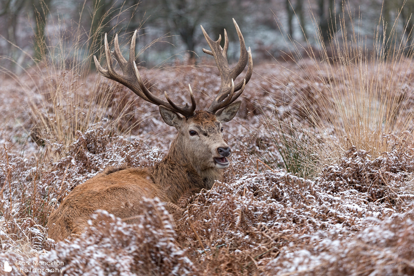 Red Deer Stag in the snow by Mark Monckton
