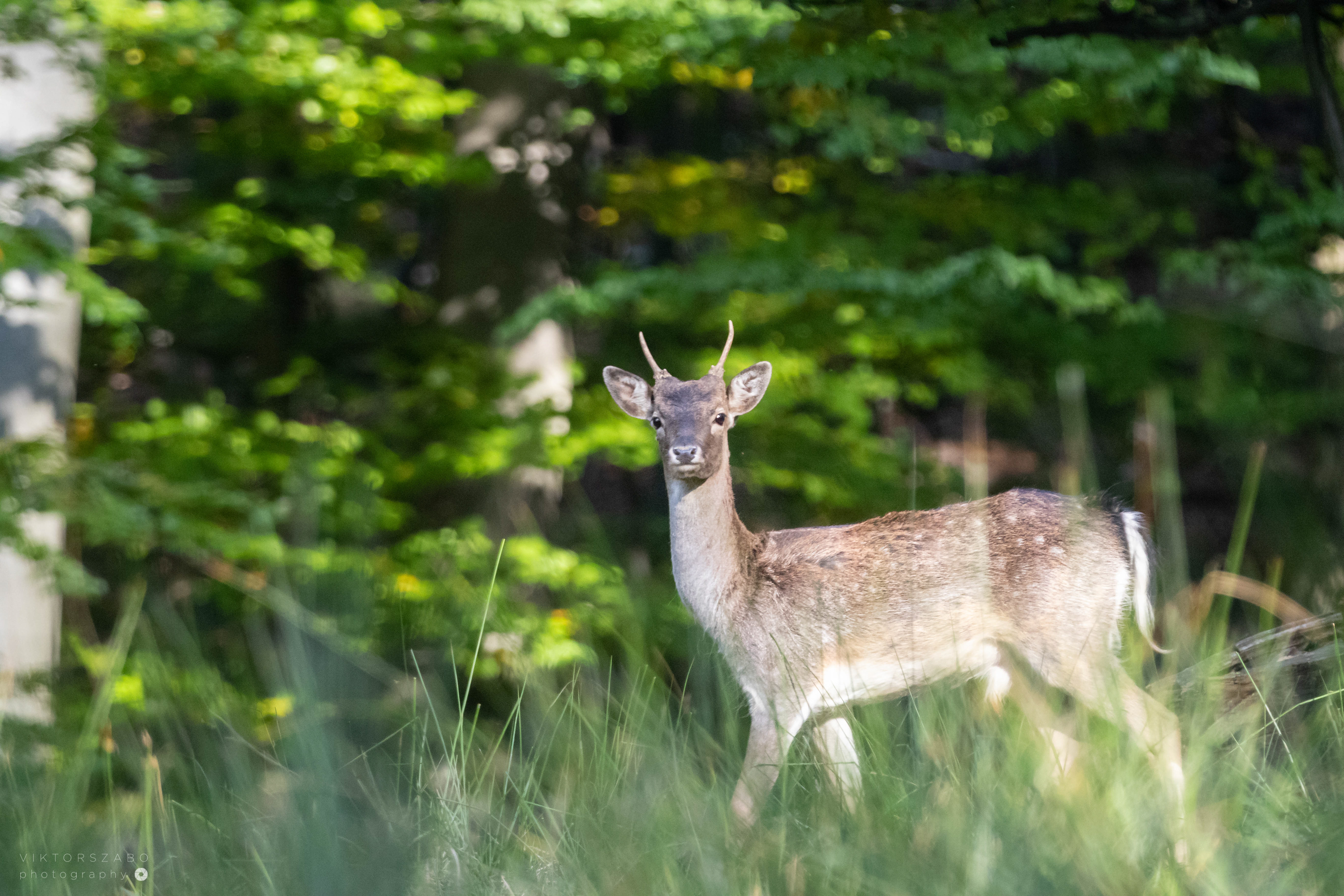 FALLOW DEER/DAMA DAMA, SLOVAKIA